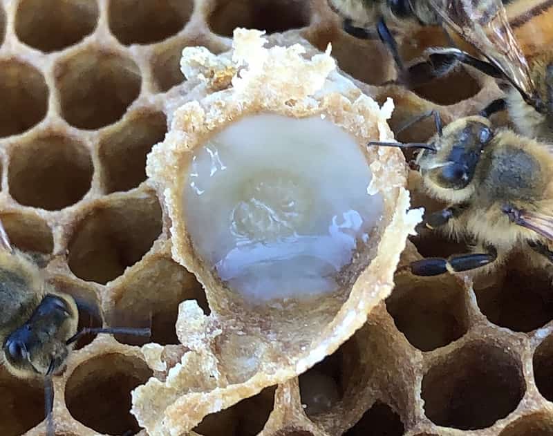 تصویر 4 از ژل رویال شهد گلها با کیفیت ممتاز زنبورداری